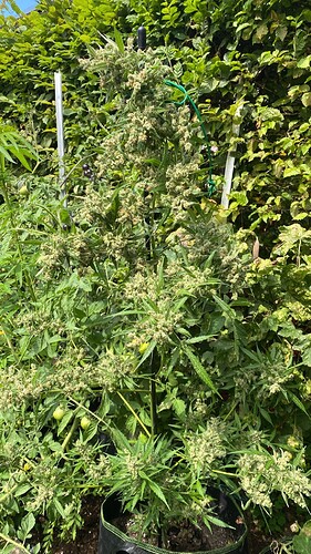 WhatsApp Image 2024-08-02 at 15.33.53