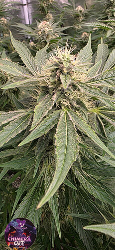Growreport Bild 15