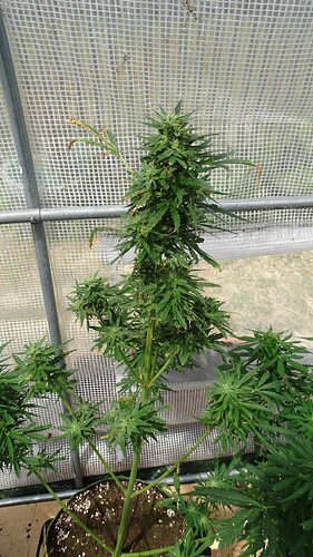 Growreport Bild 5