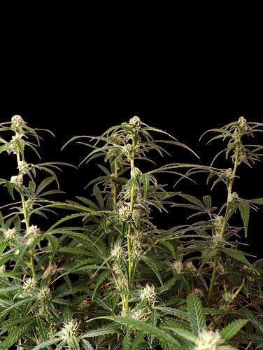 Growreport Bild 5