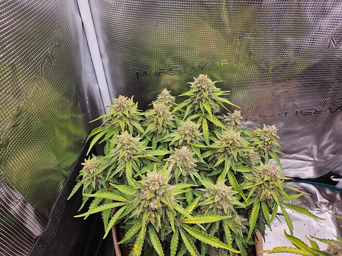 Growreport Bild 4