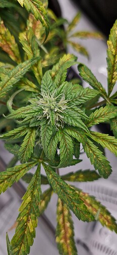 Growreport Bild 2