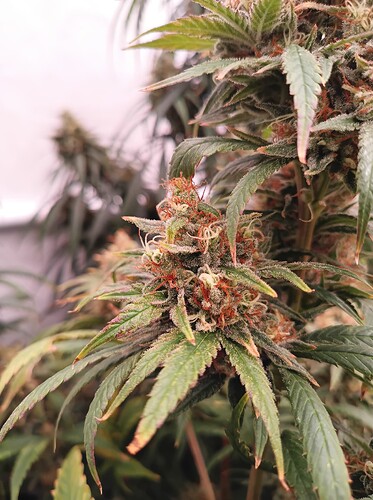 Growreport Bild 35