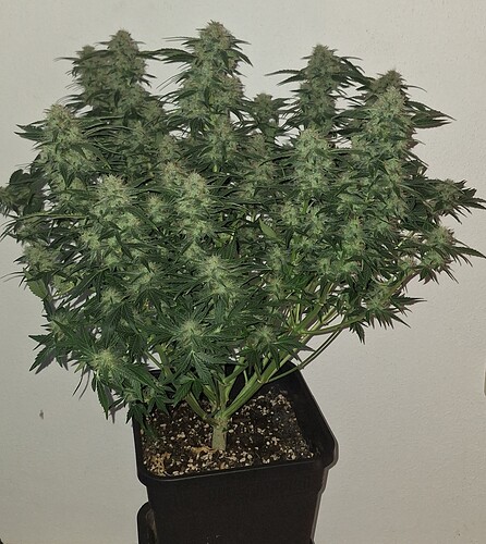 Growreport Bild 1