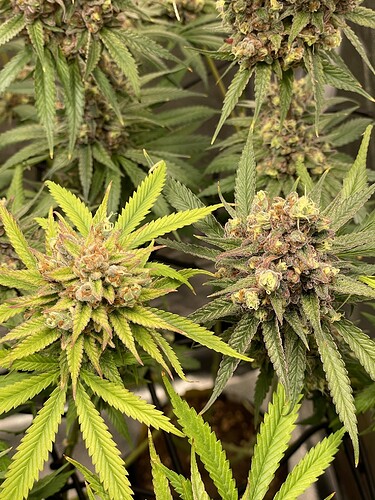 Growreport Bild 11