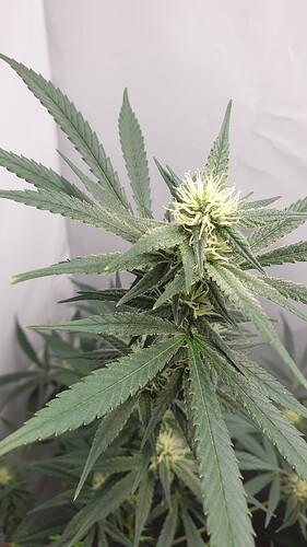 Growreport Bild 5