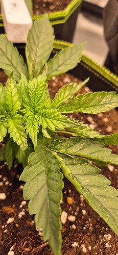 Growreport Bild 2