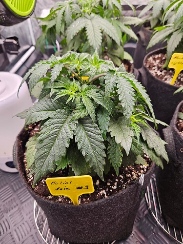 Growreport Bild 12