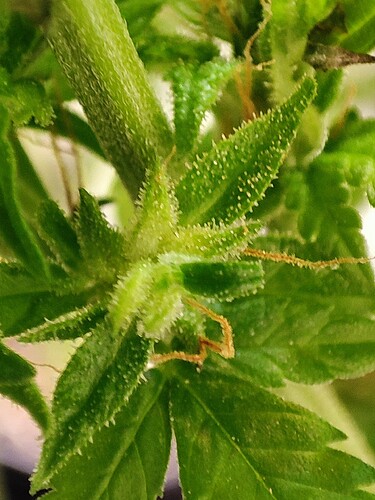 Growreport Bild 3