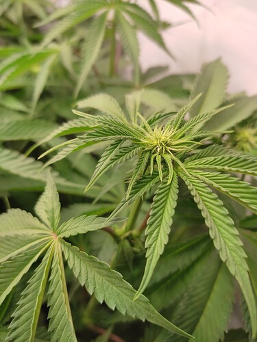 Growreport Bild 5