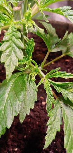 Growreport Bild 2