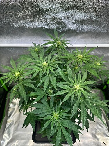 Growreport Bild 6