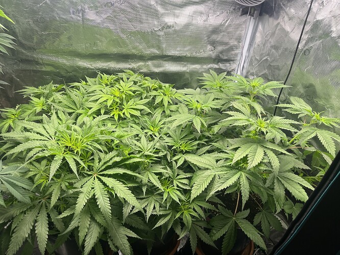 Growreport Bild 4
