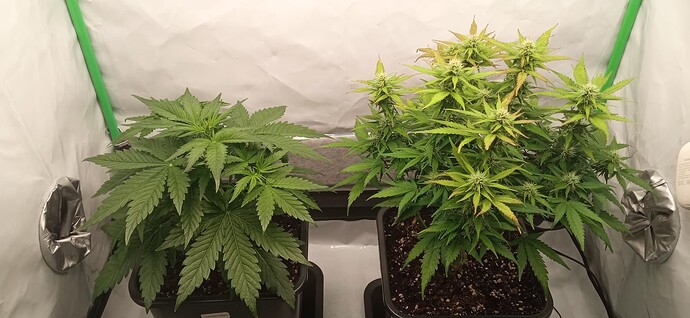 Growreport Bild 6