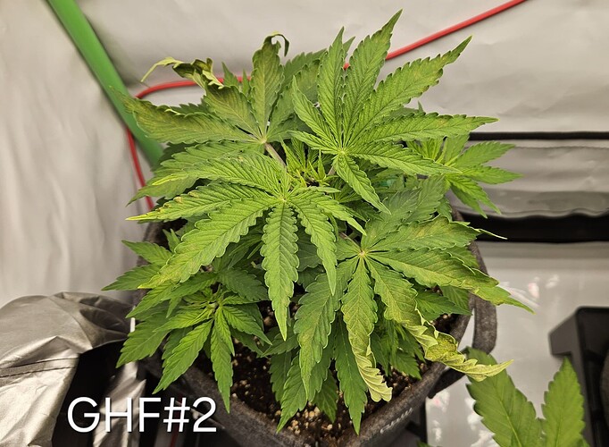 Growreport Bild 32