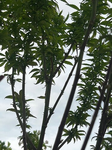 Growreport Bild 3