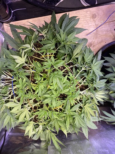 Growreport Bild 111