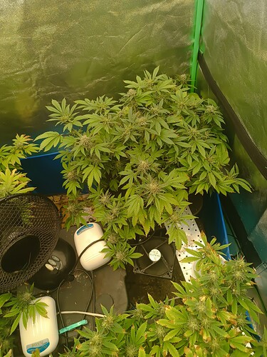Growreport Bild 1