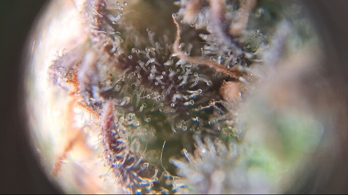 Growreport Bild 2