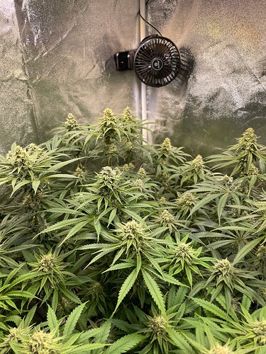 Growreport Bild 4
