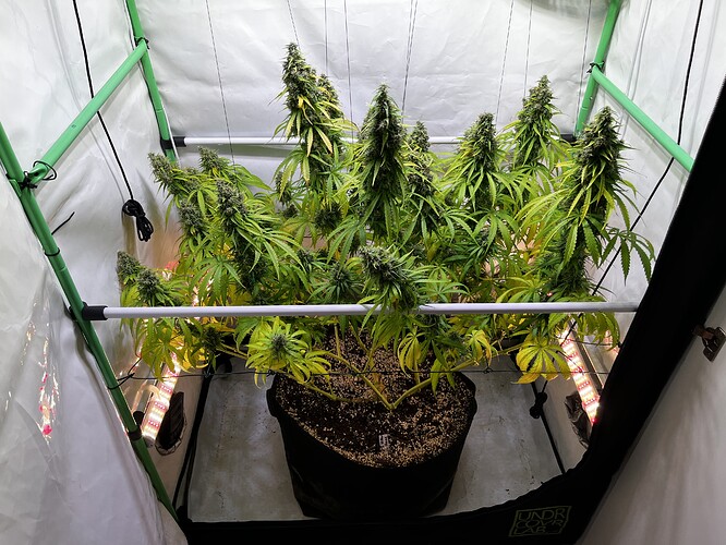 Growreport Bild 1