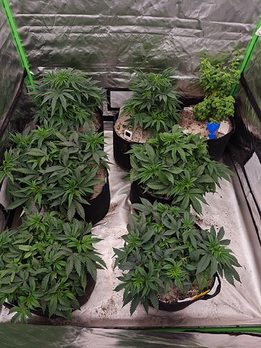Growreport Bild 1