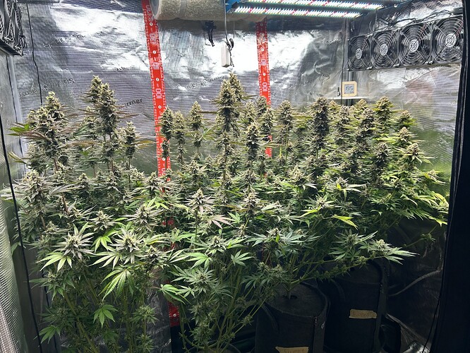 Mehrere blühende Cannabis-Pflanzen in einem Grow-Zelt mit LED-Beleuchtung und Messskalen.