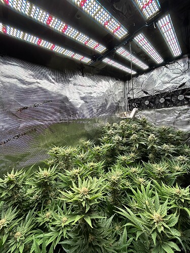 Eine Growbox mit mehreren Cannabis-Pflanzen in der Blütephase unter LED-Lampen.