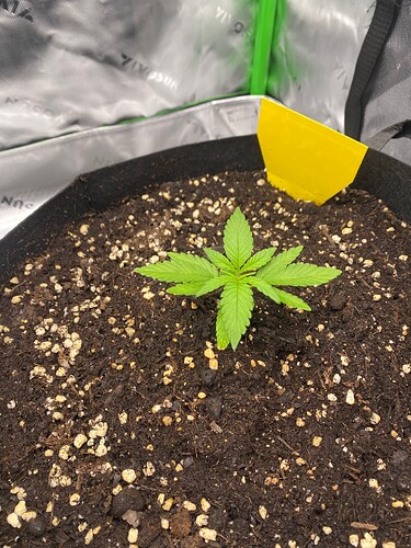 Growreport Bild 1
