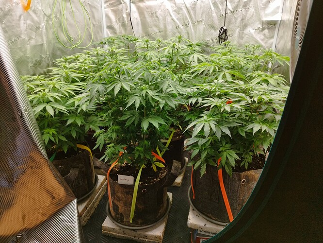 Growreport Bild 2