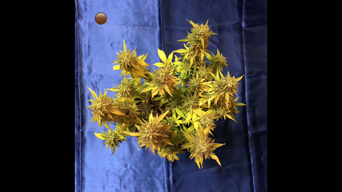 Growreport Bild 4