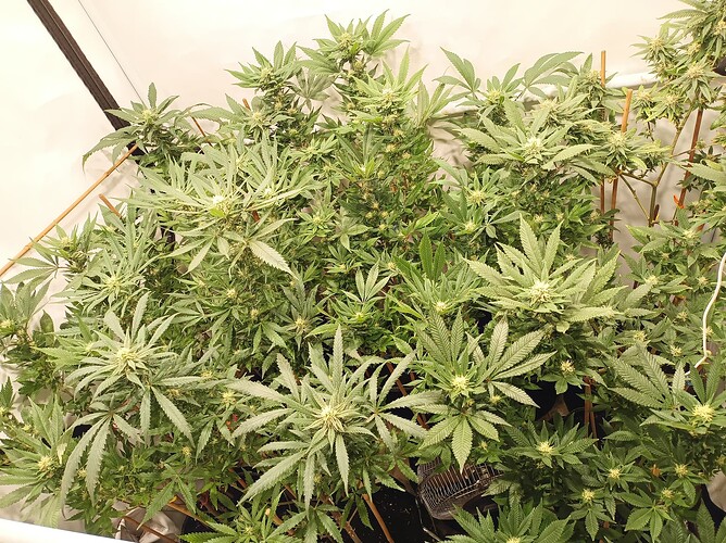 Growreport Bild 45
