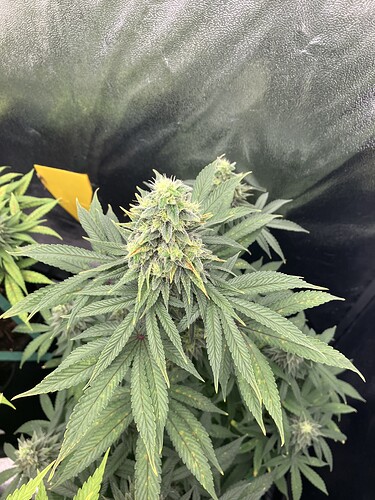 Growreport Bild 4