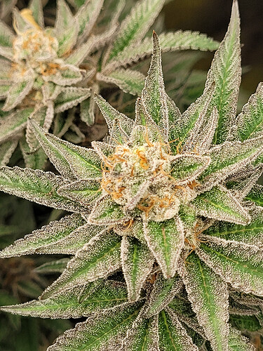 Growreport Bild 3