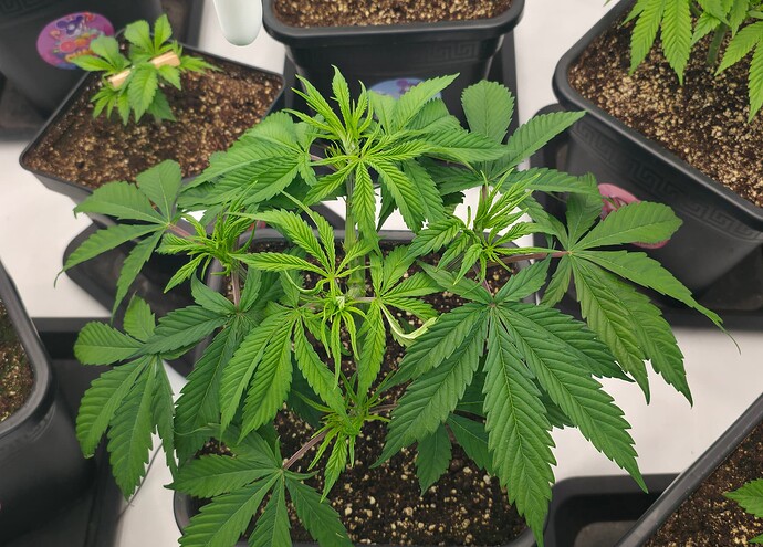 Growreport Bild 31