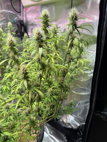 Growreport Bild 37
