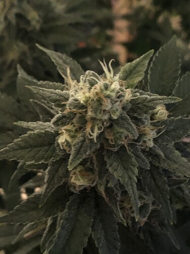 Growreport Bild 8
