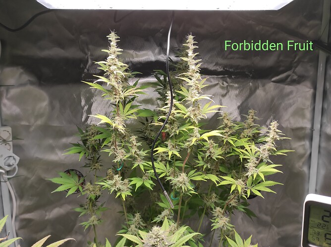 Growreport Bild 4
