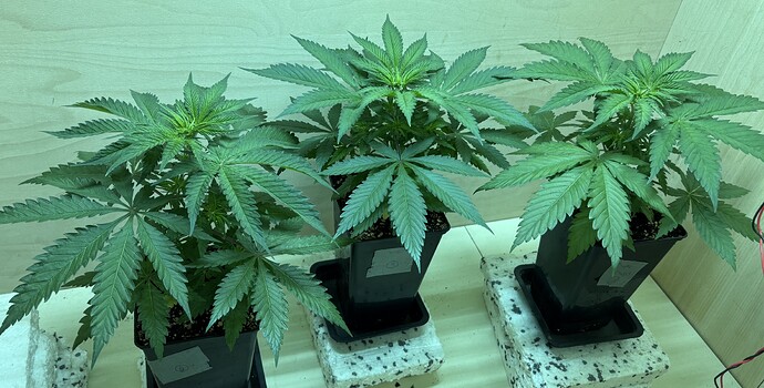 Growreport Bild 1
