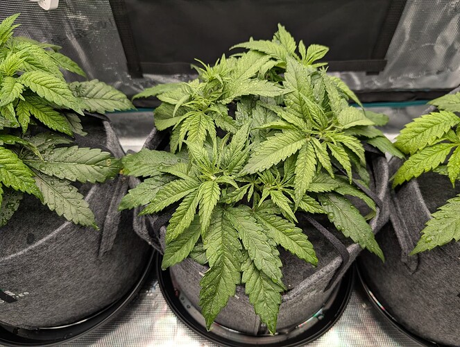 Growreport Bild 9