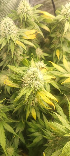 Growreport Bild 42