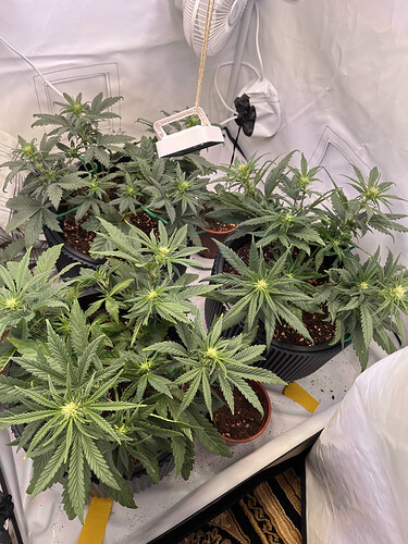 Growreport Bild 7