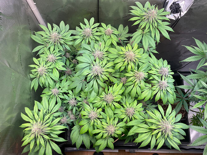 Growreport Bild 1