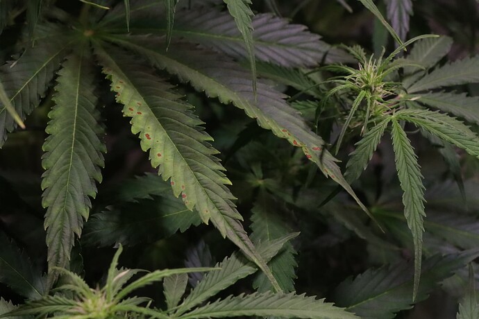 Growreport Bild 3