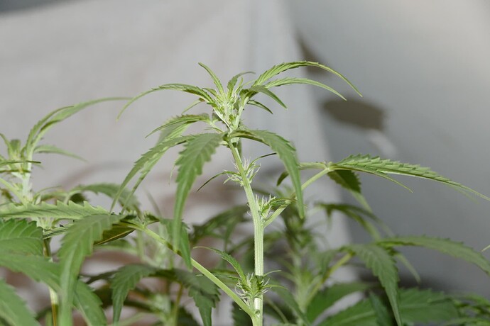 Growreport Bild 19