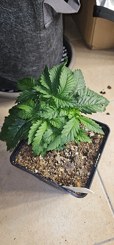 Growreport Bild 30