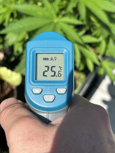 Growreport Bild 43