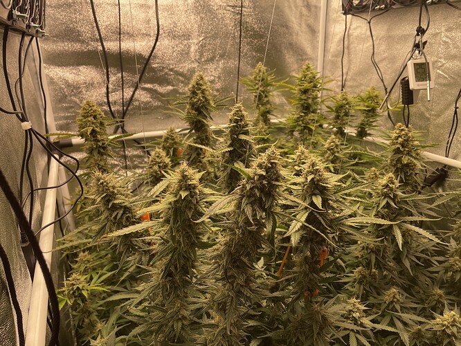 Growreport Bild 1
