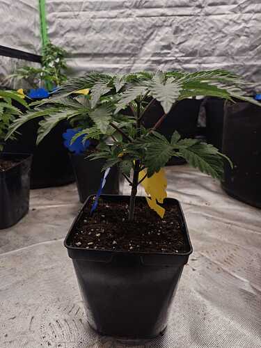 Growreport Bild 38
