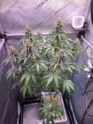 Growreport Bild 1